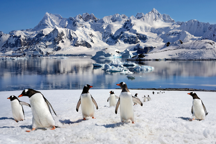 Penguins in antarctica