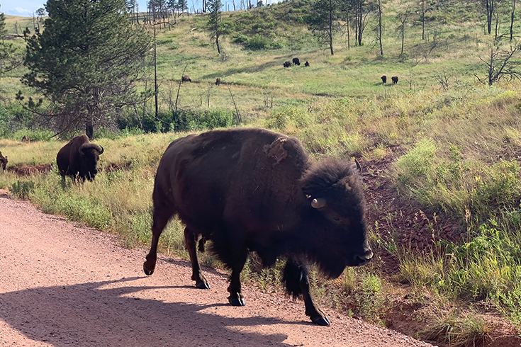 National Parks and Lodges of the Old West - Yellowstone 