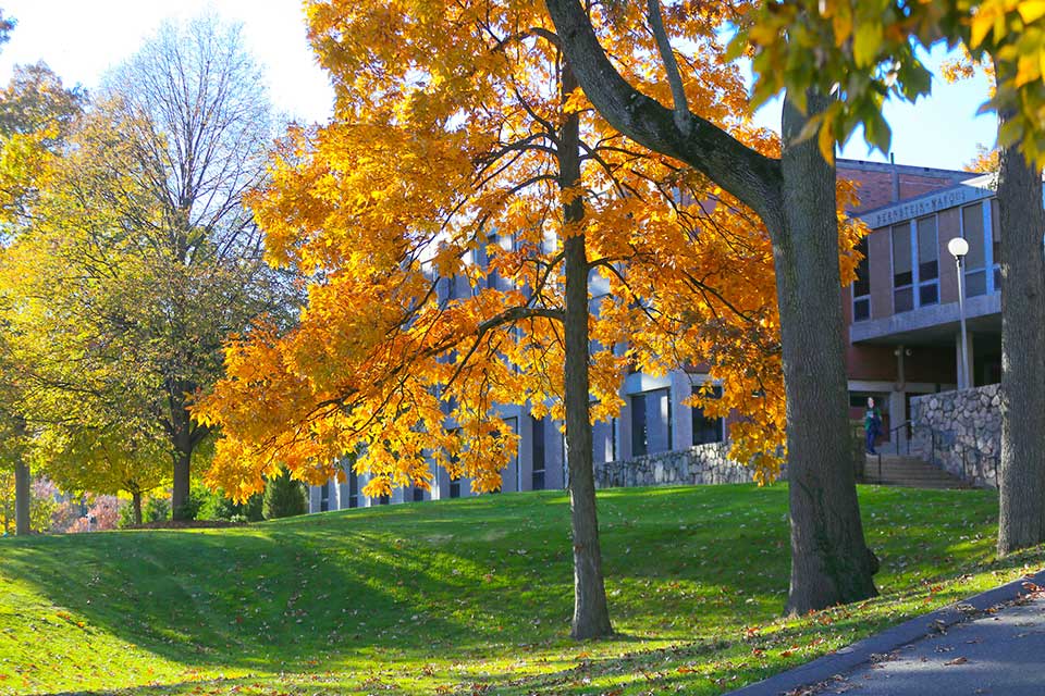 Trees with fall foliage on campus. 