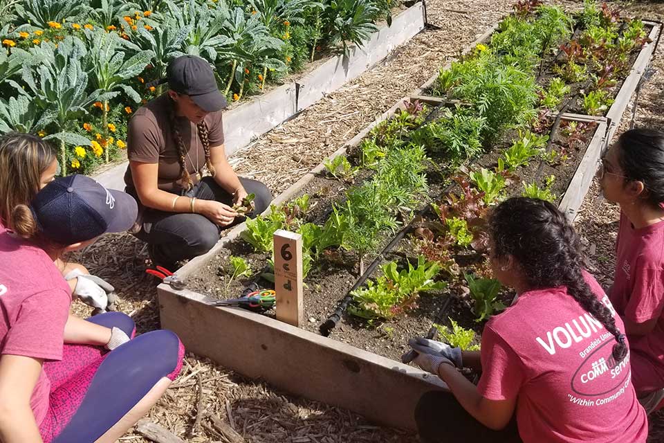 students volunteering to plant a community garden