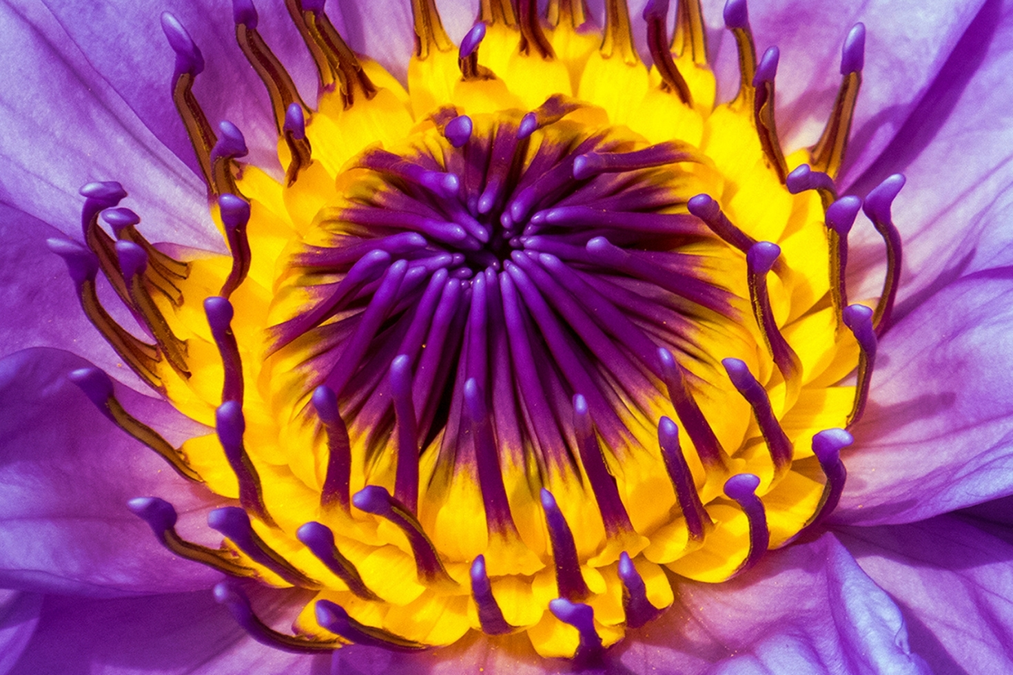 Close up of purple and yellow flower