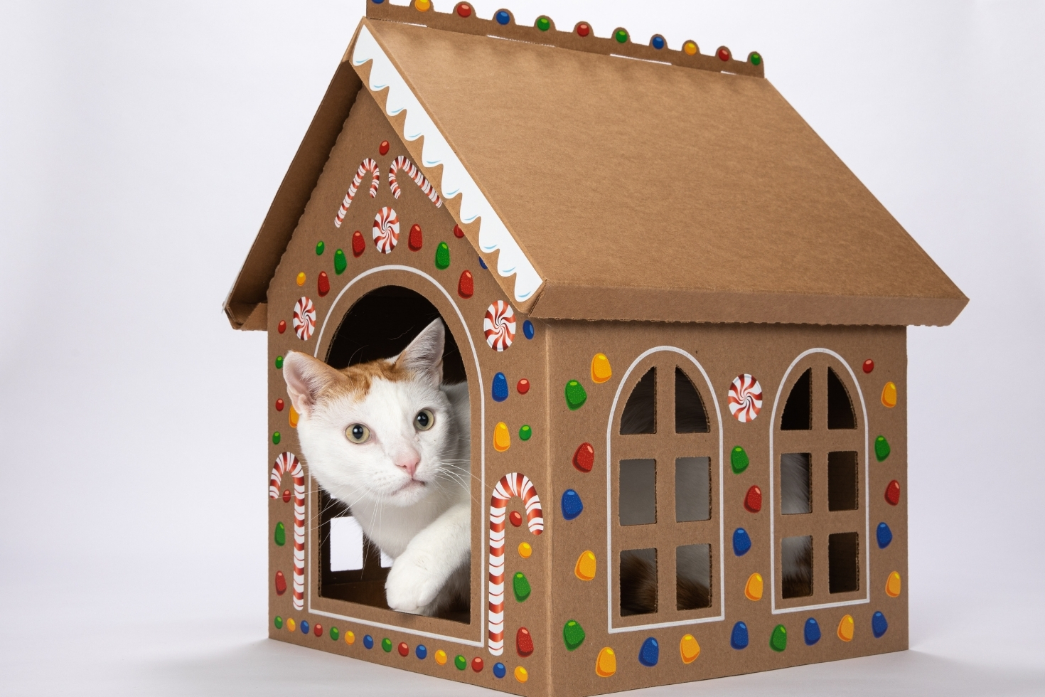 White cat sitting inside a cardboard box shaped as a house
