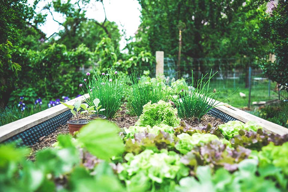 raised vegetable garden beds