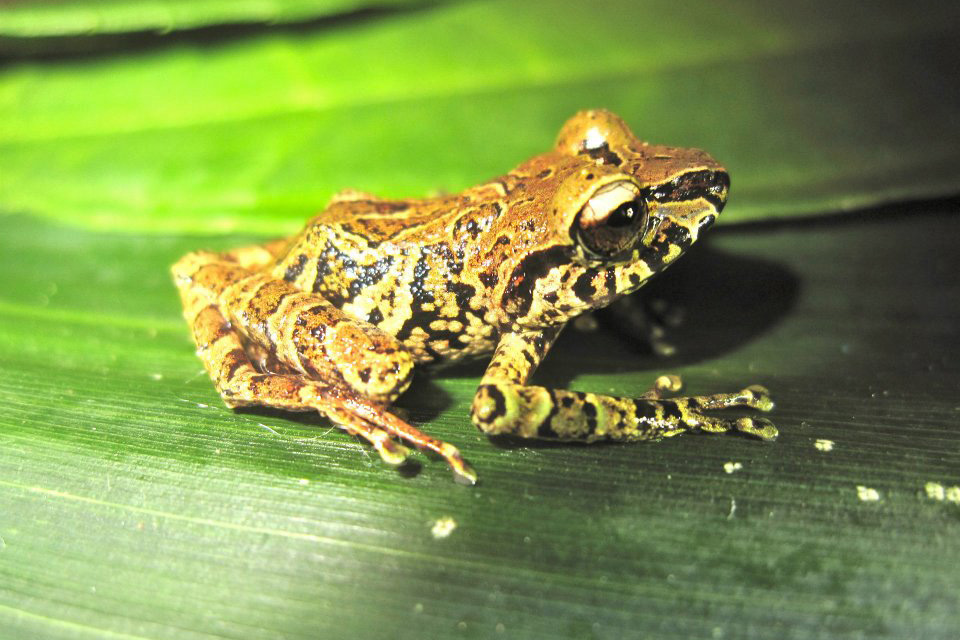 Pristimantis frog 